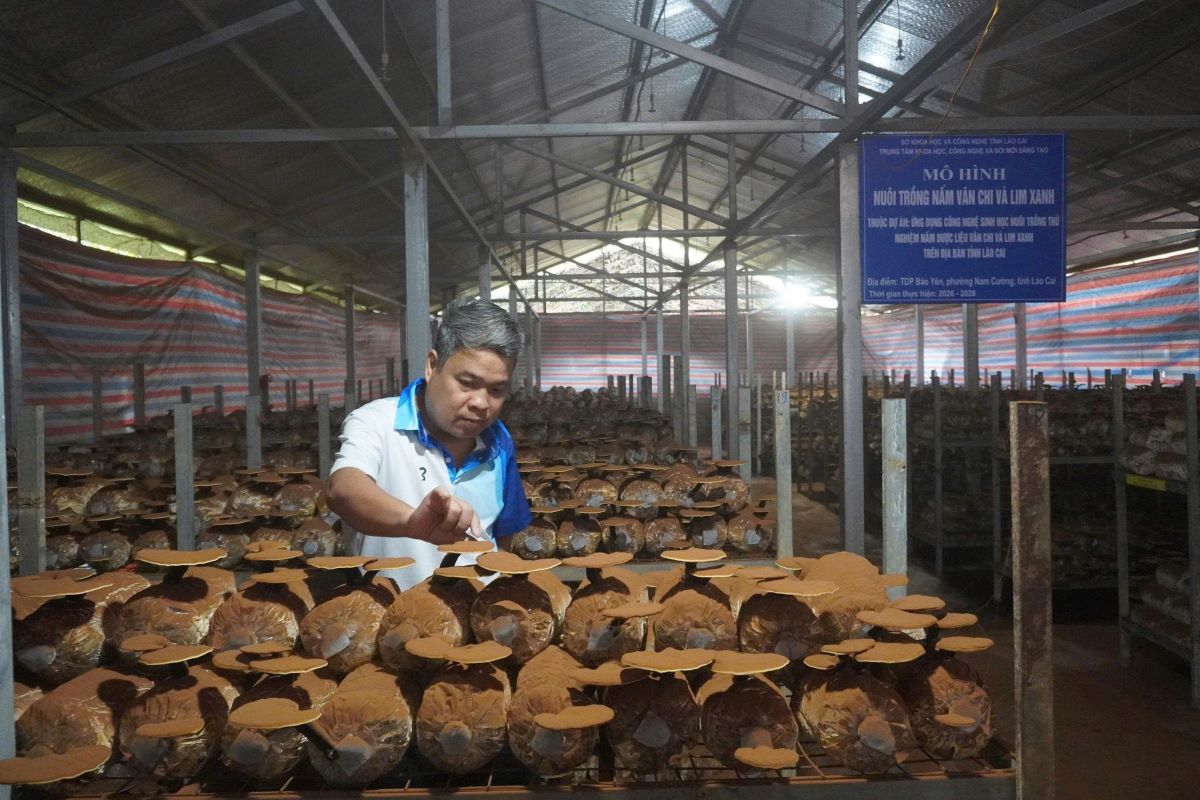 KẾT QUẢ HOẠT ĐỘNG 6 THÁNG ĐẦU NĂM VÀ PHƯƠNG HƯỚNG, NHIỆM VỤ TRỌNG TÂM 6 THÁNG CUỐI NĂM CỦA TRUNG TÂM KHOA HỌC, CÔNG NGHỆ VÀ ĐỔI MỚI SÁNG TẠO TỈNH LÀO CAI NĂM 2026